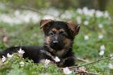 BERGER ALLEMAND 1057